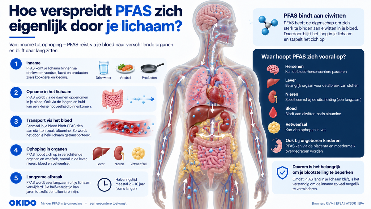 Hoe verspreidt PFAS zich eigenlijk door je lichaam?